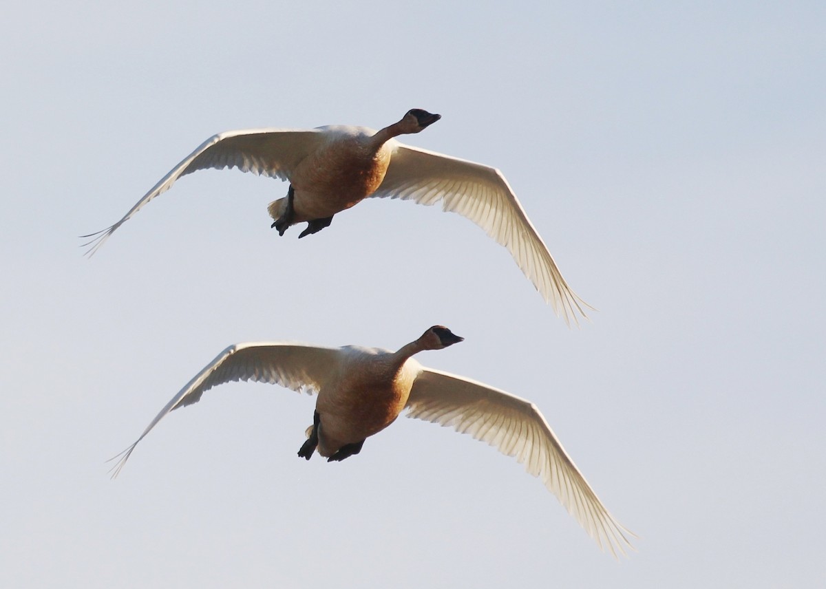 Trumpeter Swan - ML239712531