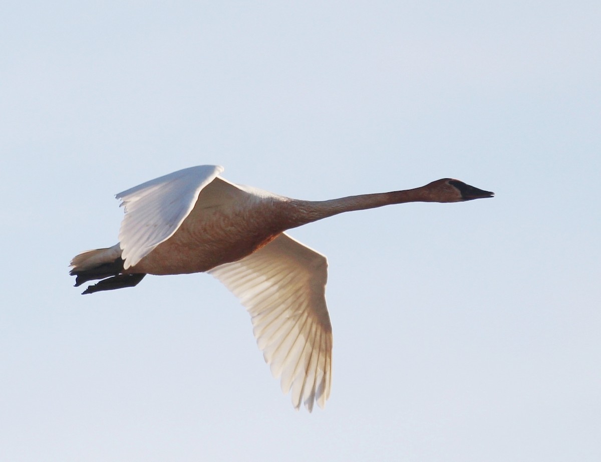 Cygne trompette - ML239712571