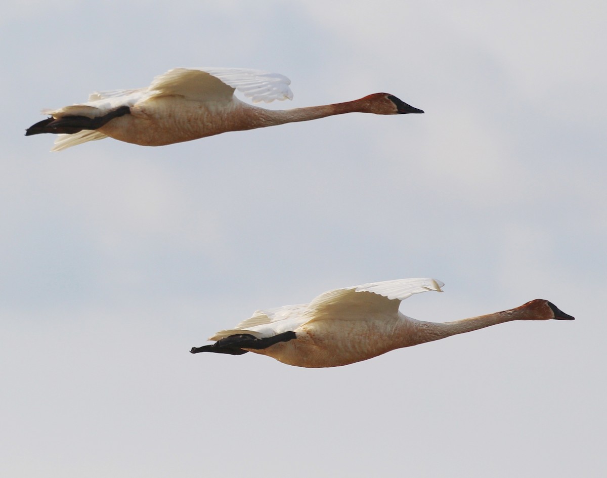 Trumpeter Swan - ML239712621