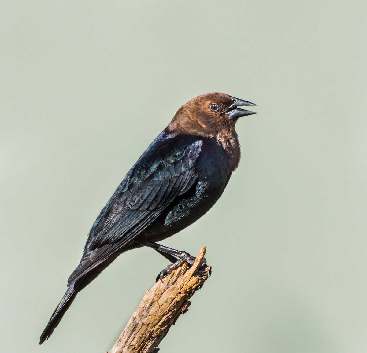 Brown-headed Cowbird - ML239713161