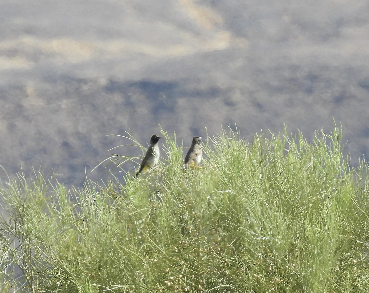 White-spectacled Bulbul - ML239713601