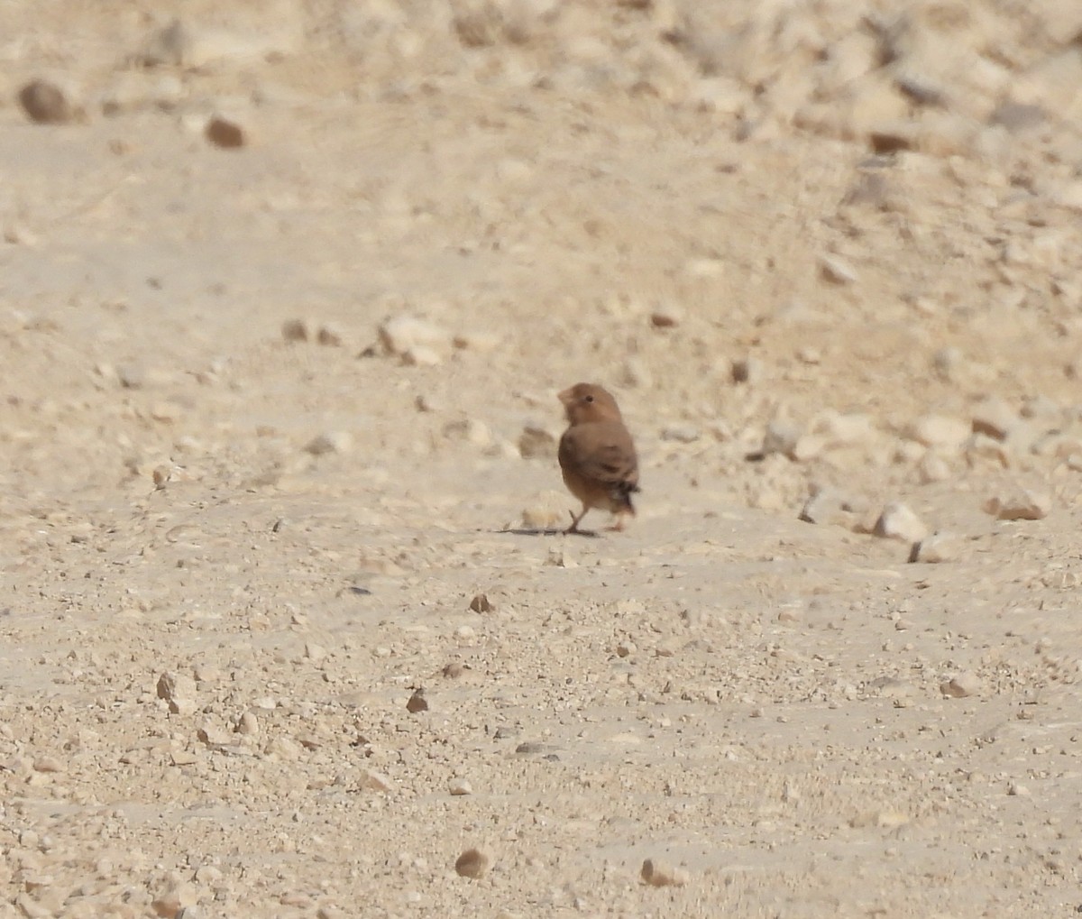 Trumpeter Finch - ML239713681