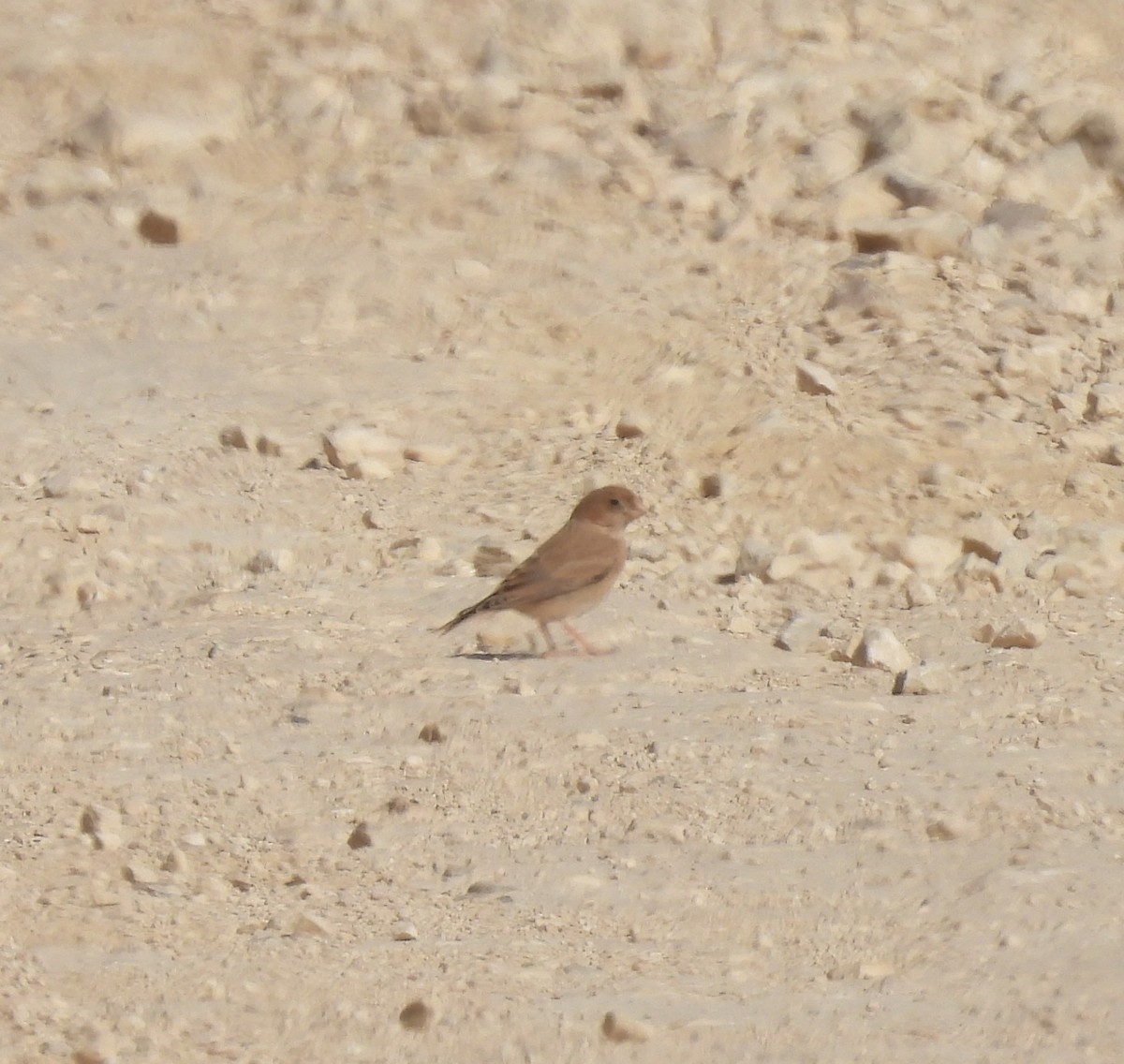 Trumpeter Finch - ML239713691