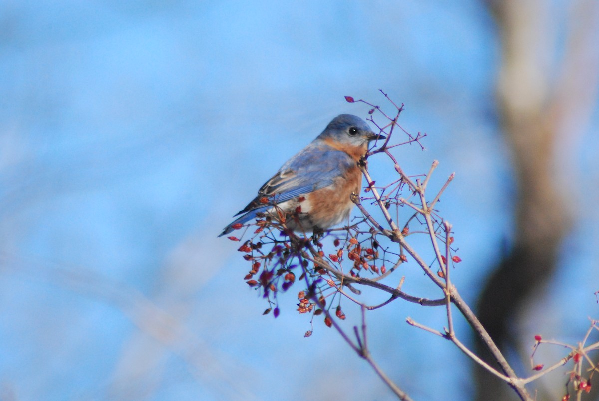 Eastern Bluebird - ML23971521