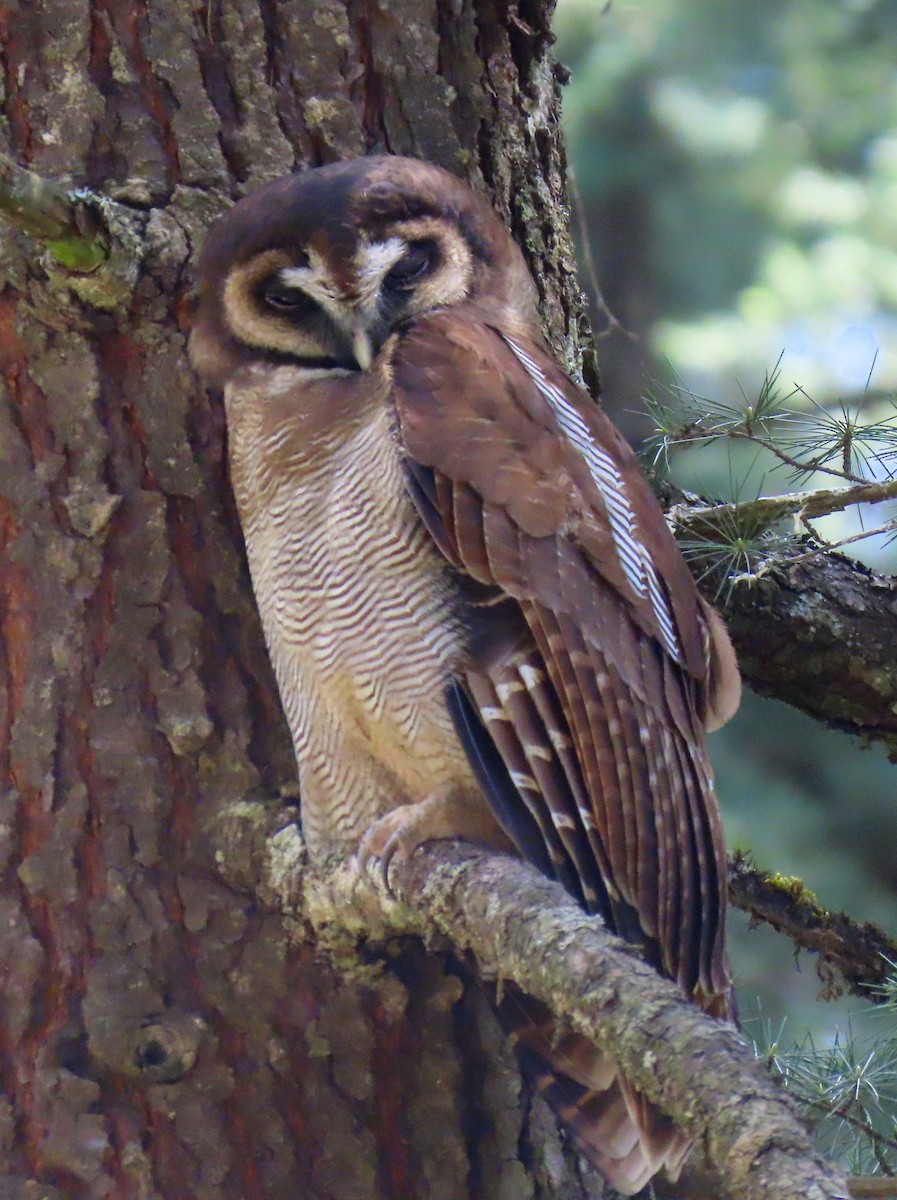 Brown Wood-Owl - ML239718251