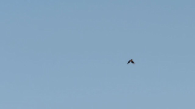 Eurasian Hoopoe - ML239718291