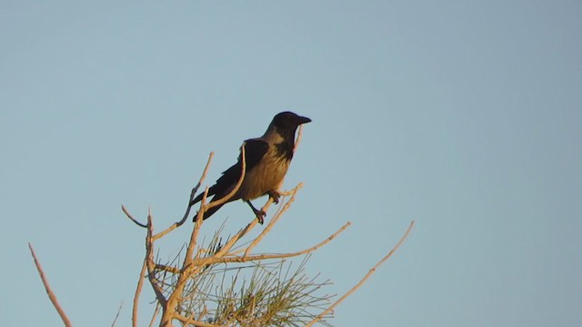 Hooded Crow - ML239718411