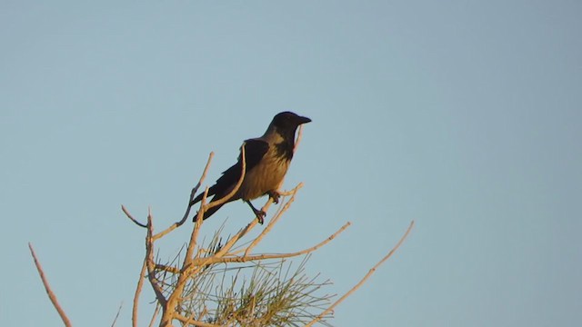 עורב אפור - ML239718411