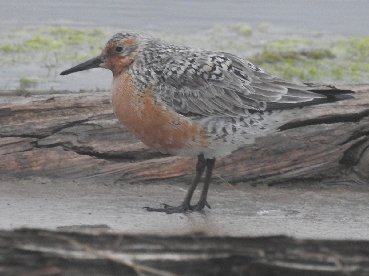 jespák rezavý - ML239719391