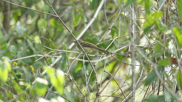 Augenstreif-Schnäppertyrann - ML239720901