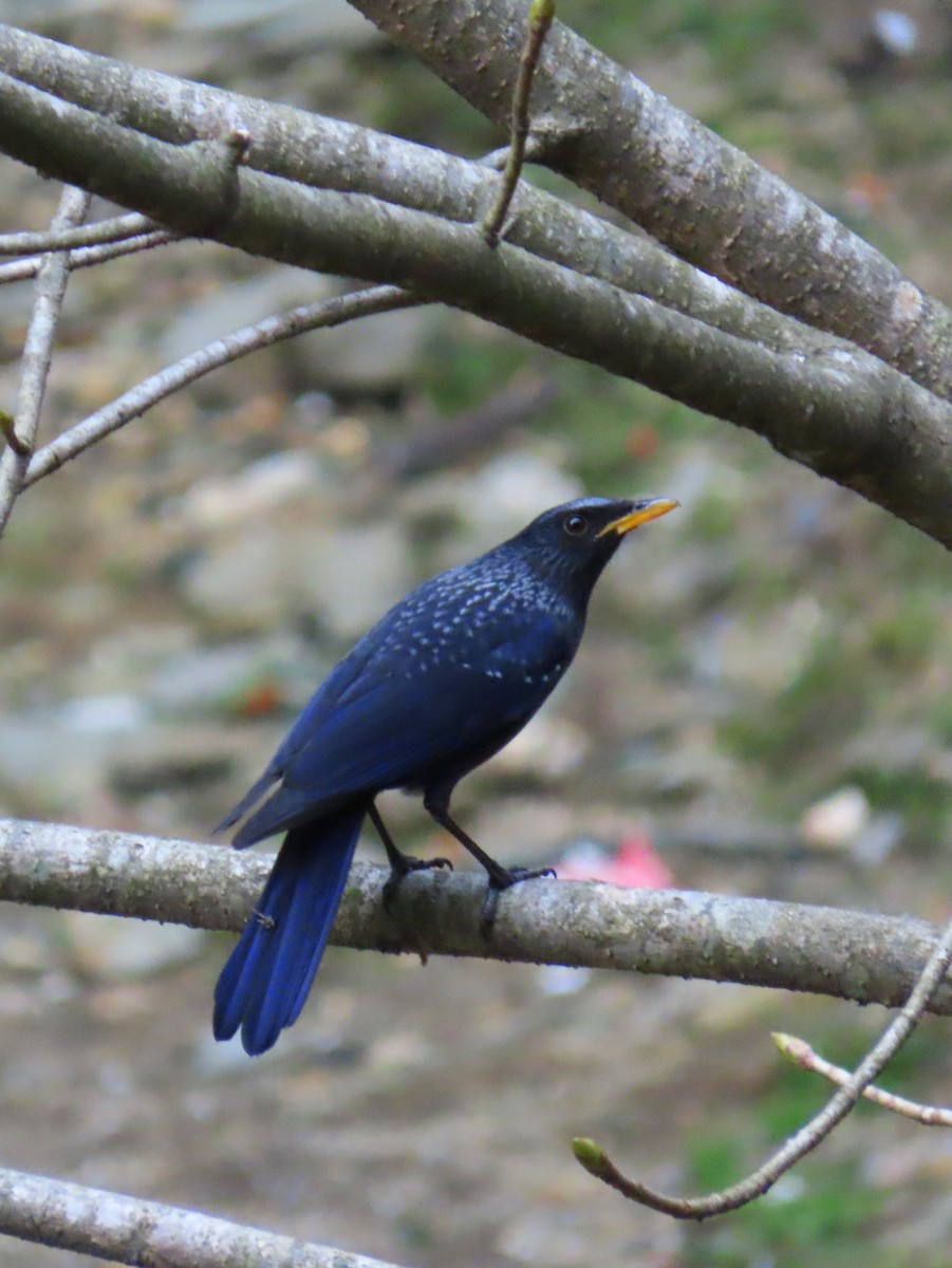 Blue Whistling-Thrush - ML239721471