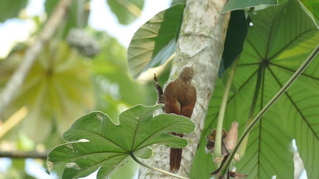 Streak-headed Woodcreeper - ML239723221