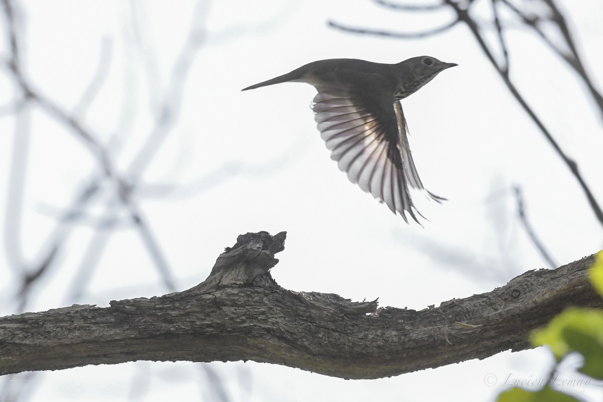 Swainson's Thrush - ML239724231