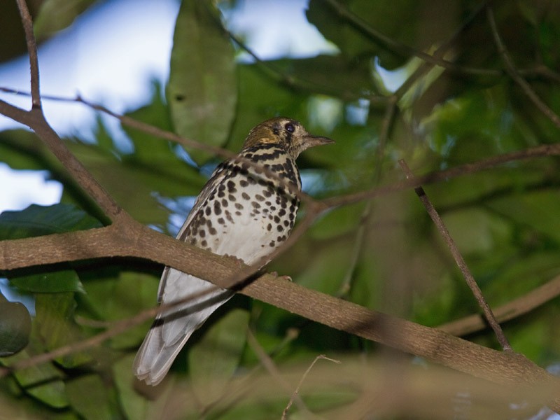 Spotted Ground-Thrush (Spotted) - ML239727051
