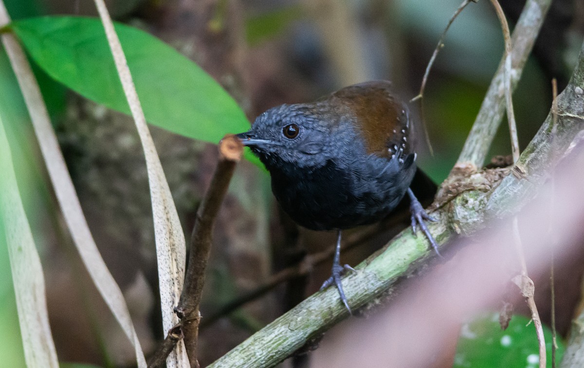 Black-throated Antbird - Anderson  Sandro