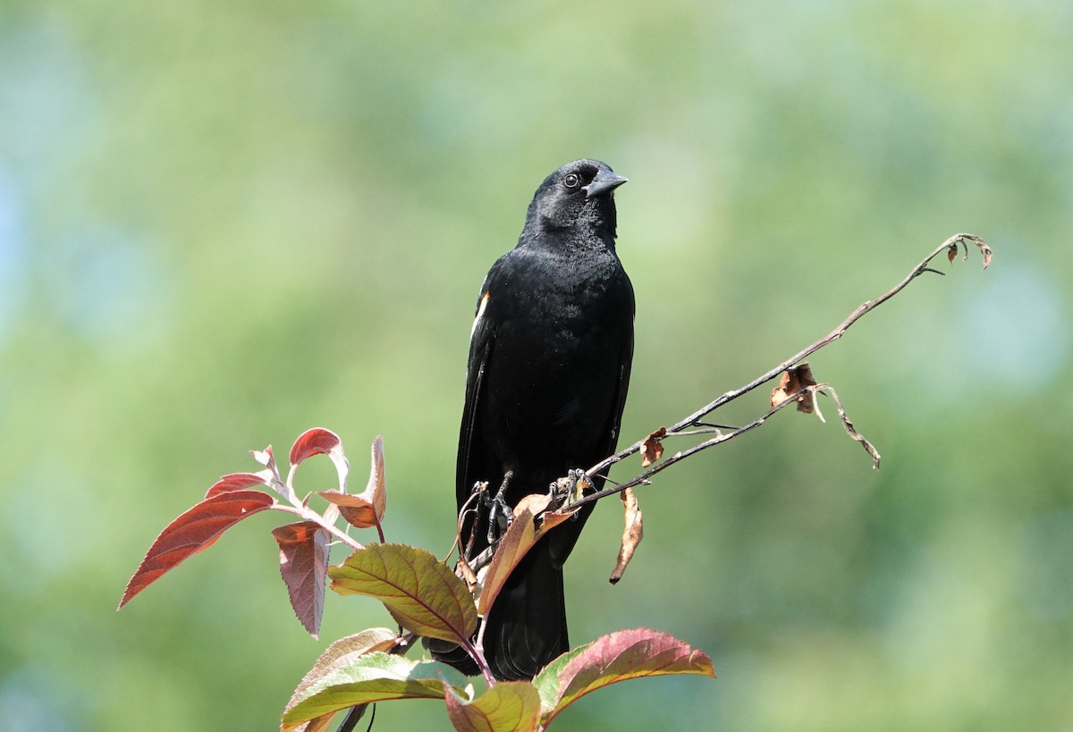 Red-winged Blackbird - ML239729051