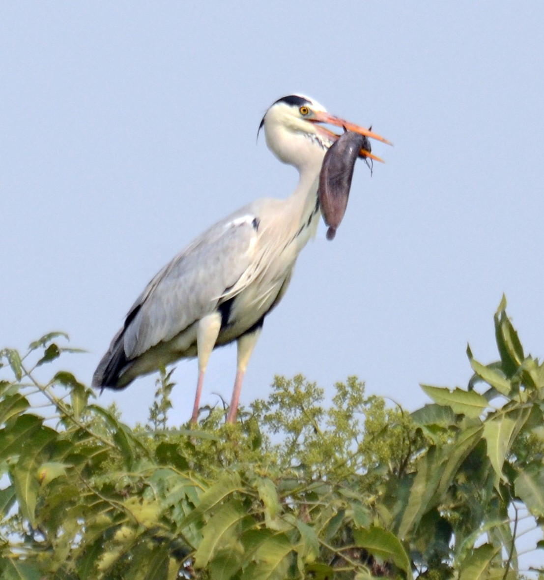 Gray Heron - ML239730071