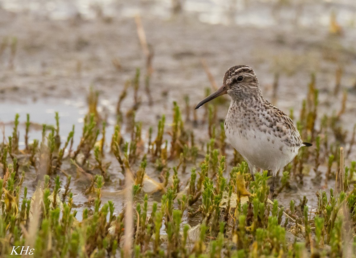 Broad-billed Sandpiper - Kimmo Heiskanen