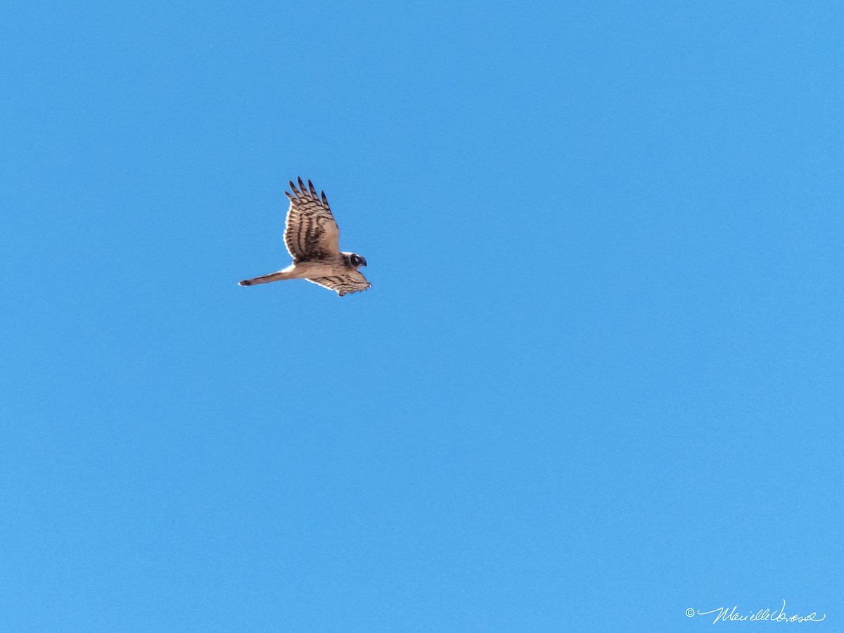 Northern Harrier - Marielle Vanasse