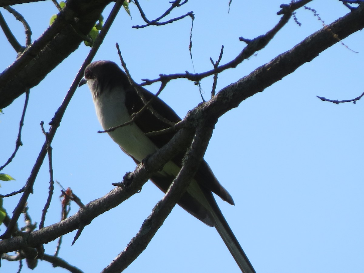 Black-billed Cuckoo - ML239734331