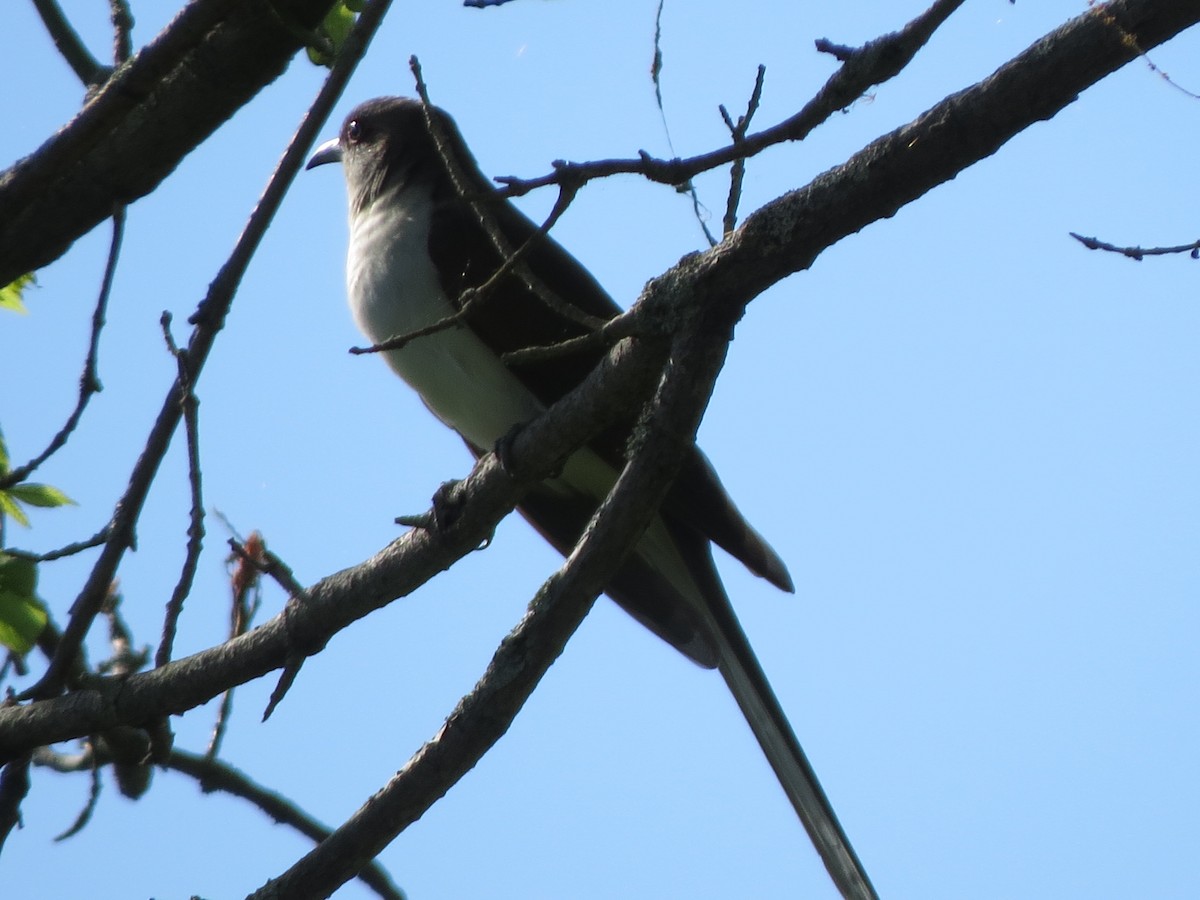 Black-billed Cuckoo - ML239734351