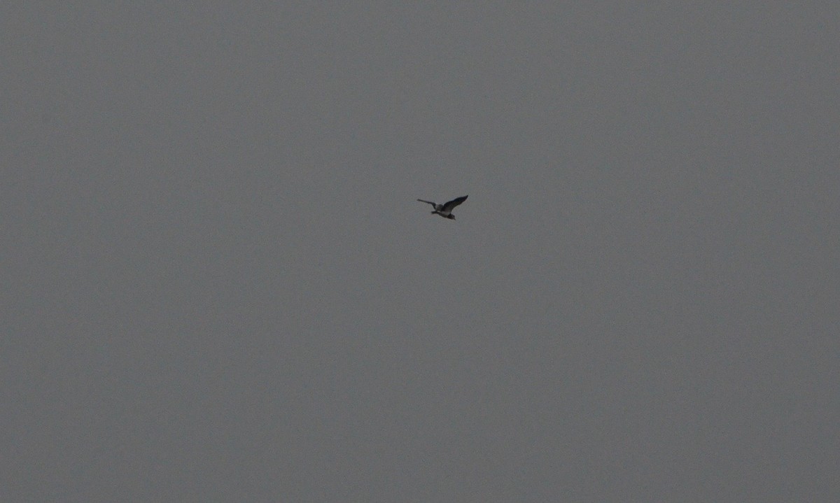 Southern Lapwing - ML239734531