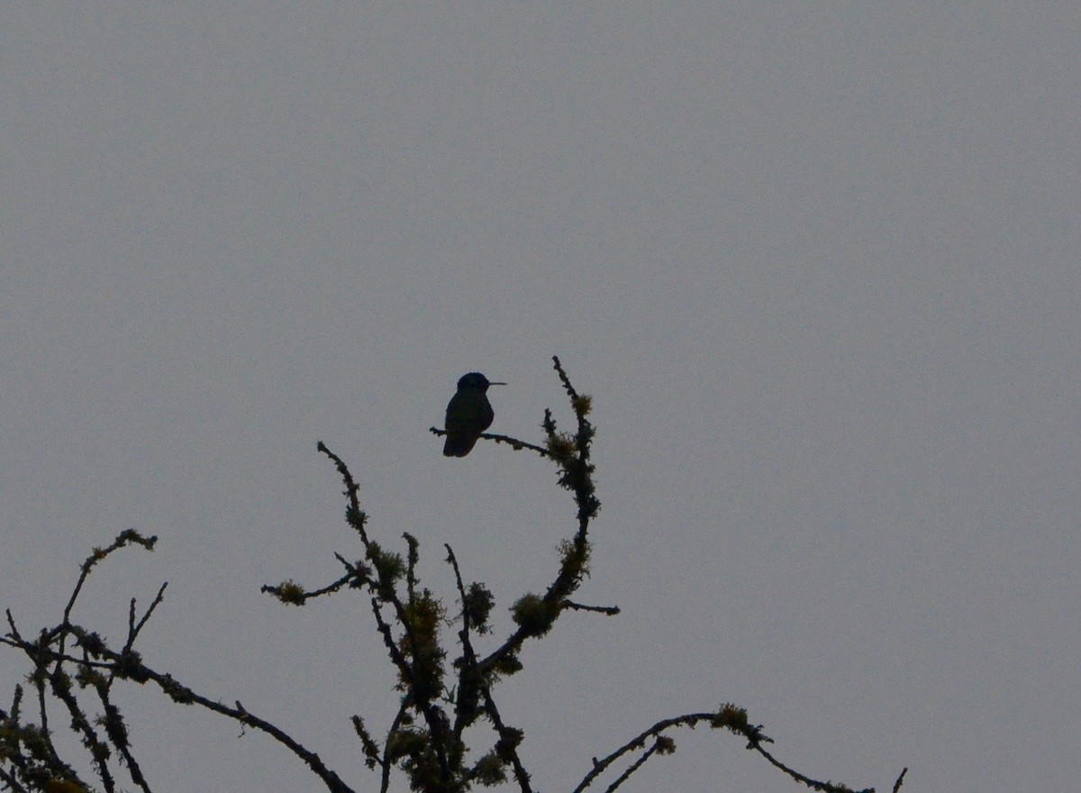 Sparkling Violetear - ML239734541