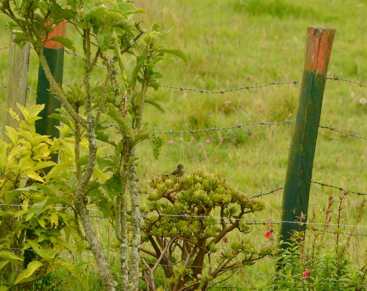 Mountain Elaenia - ML239734611