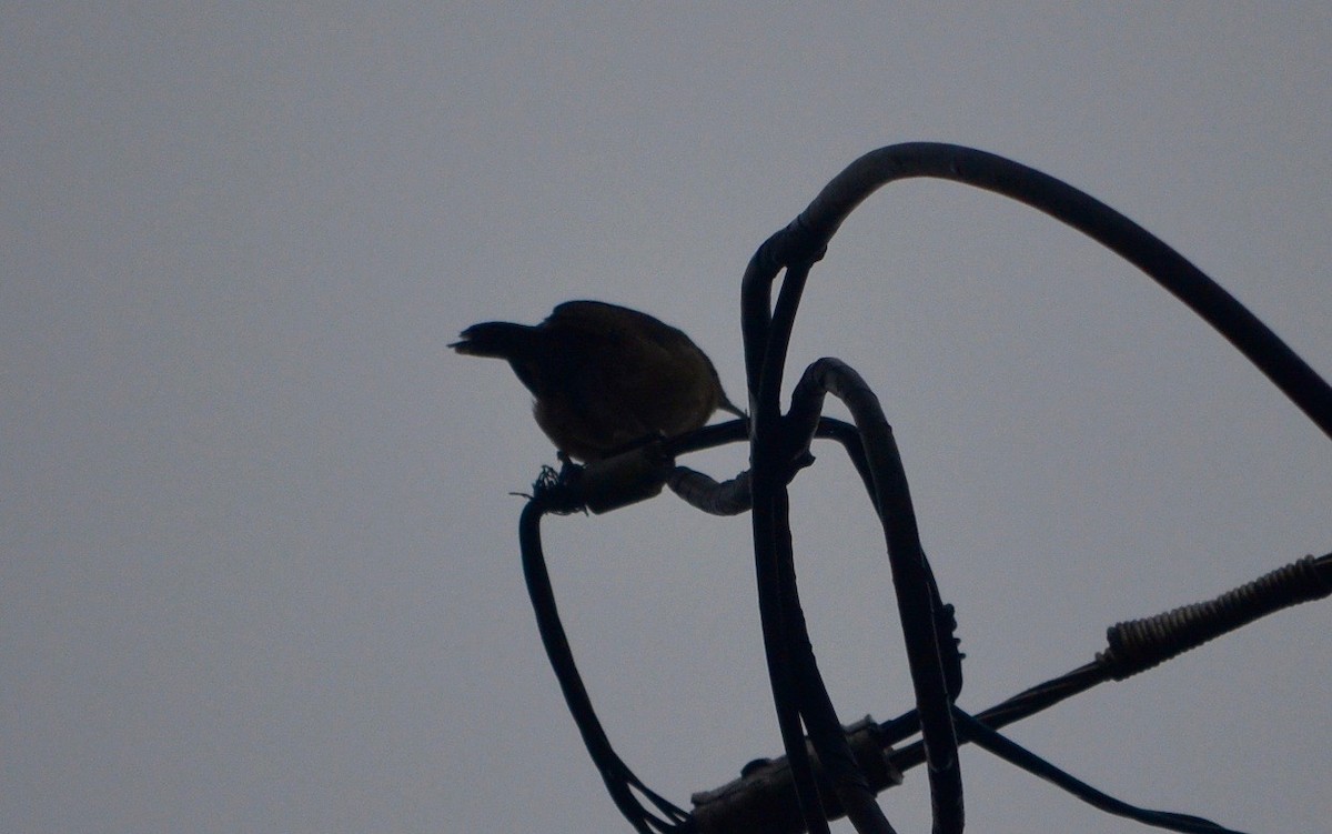 Southern House Wren - ML239734701