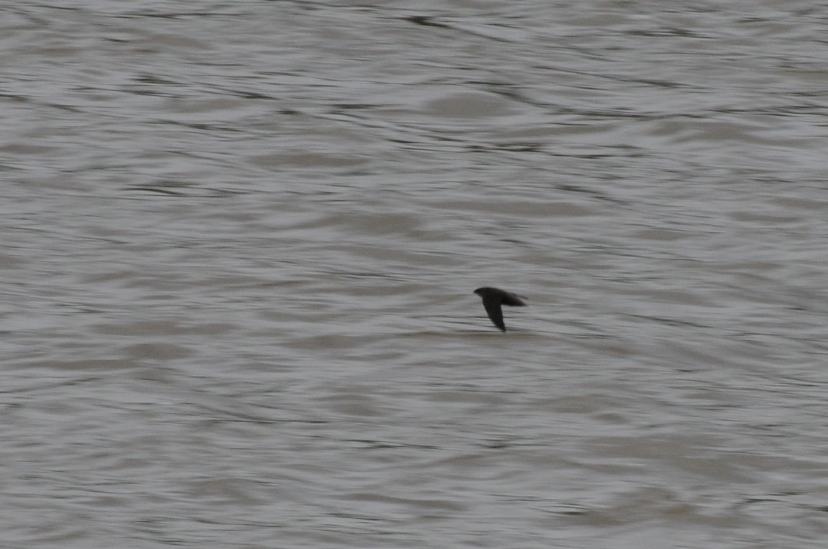 Chimney Swift - ML239736851