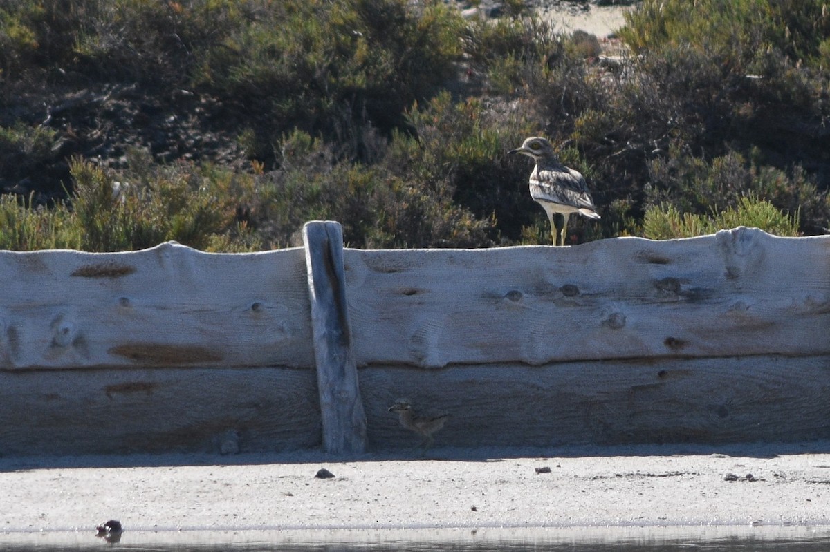 Eurasian Thick-knee - ML239737771