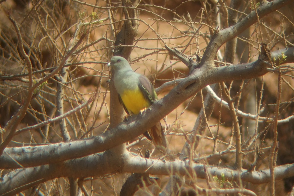 Bruce's Green-Pigeon - ML239740511