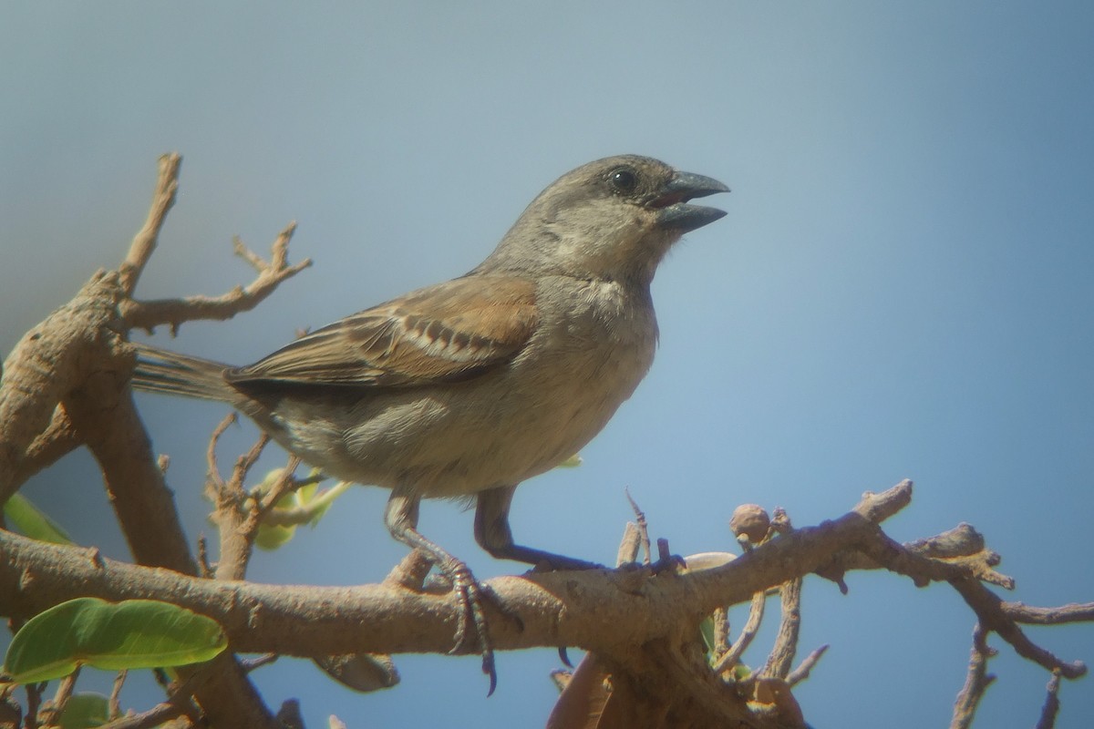 Socotra Sparrow - ML239740811