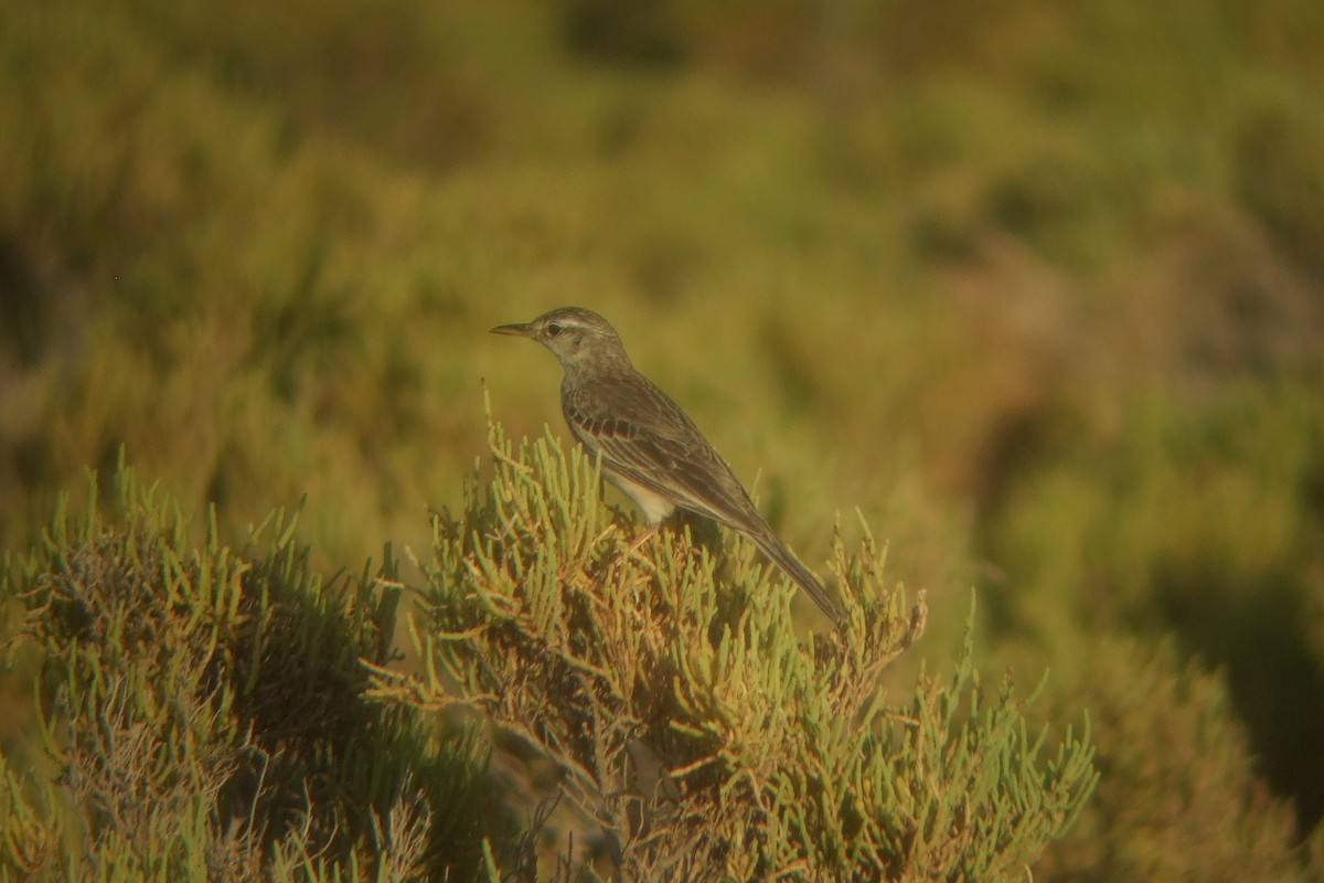 Long-billed Pipit (Socotra) - ML239741521