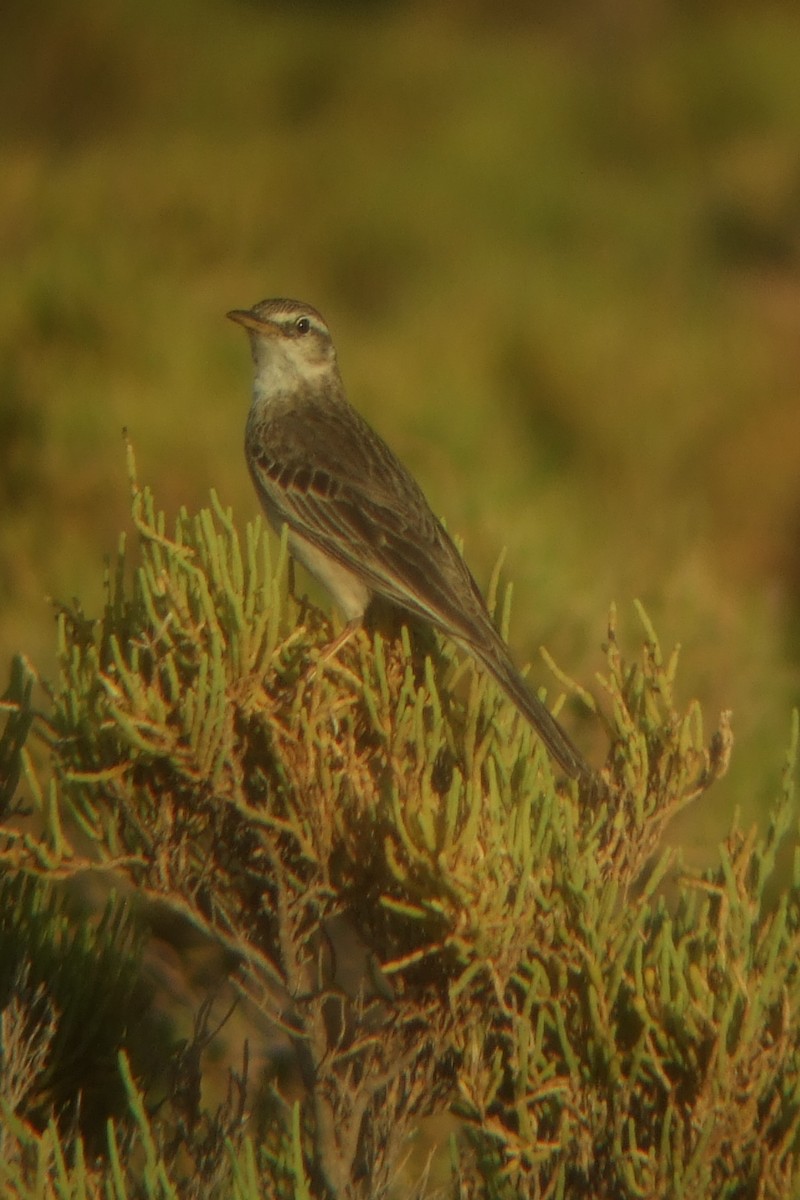 Long-billed Pipit (Socotra) - ML239741541