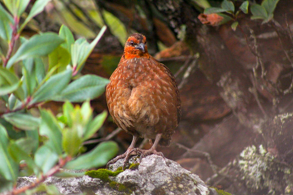 Singing Quail - Esteban Matías (birding guide) Sierra de los Cuchumatanes Huehuetenango esteban.matias@hotmail.com                             +502 53810540