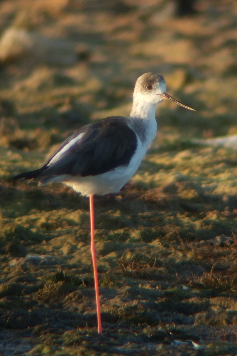 Black-winged Stilt - ML239742251