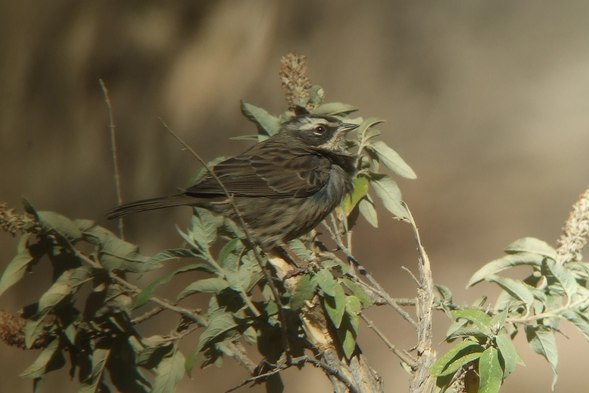 Radde's Accentor (Yemen) - ML239743491