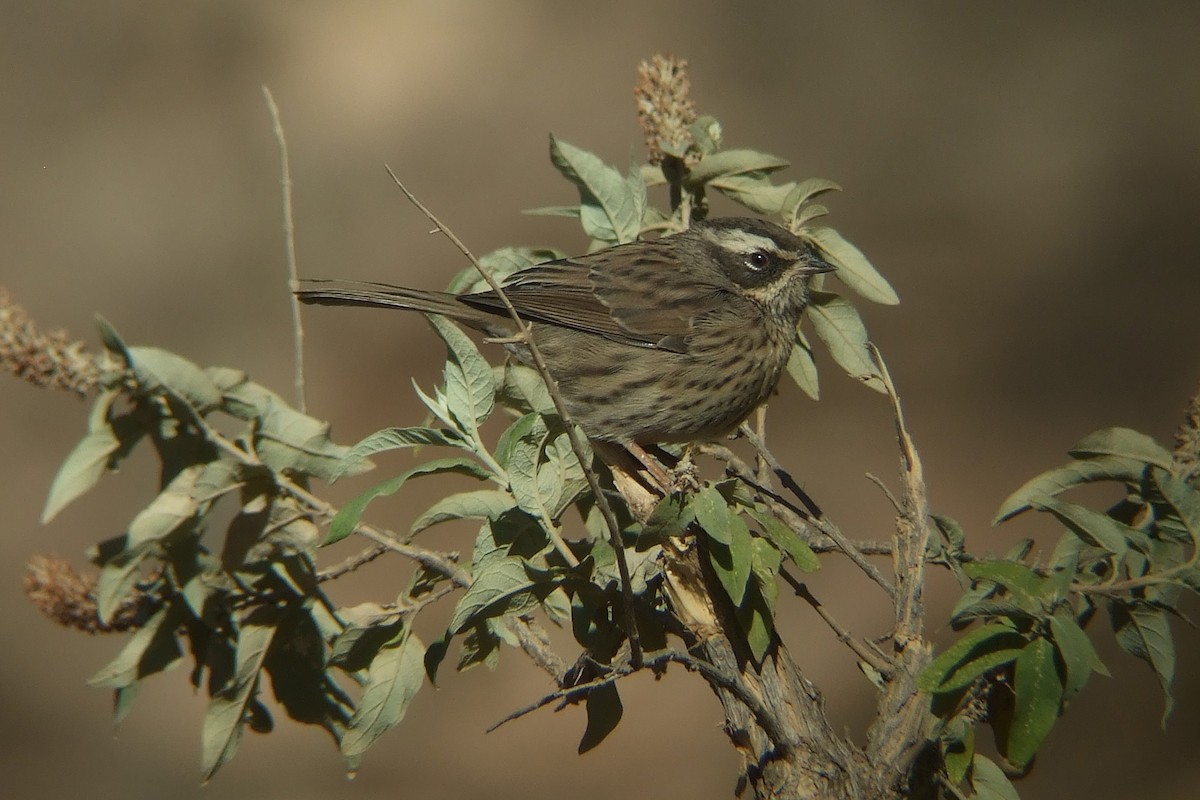 Radde's Accentor (Yemen) - ML239743501