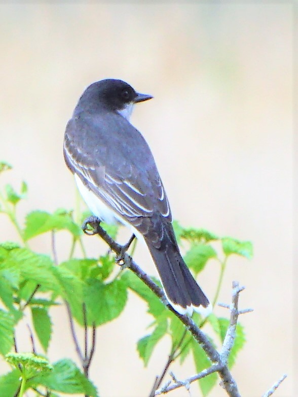 Eastern Kingbird - ML239743871