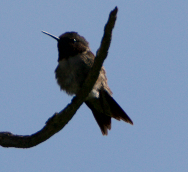Ruby-throated Hummingbird - ML239744991