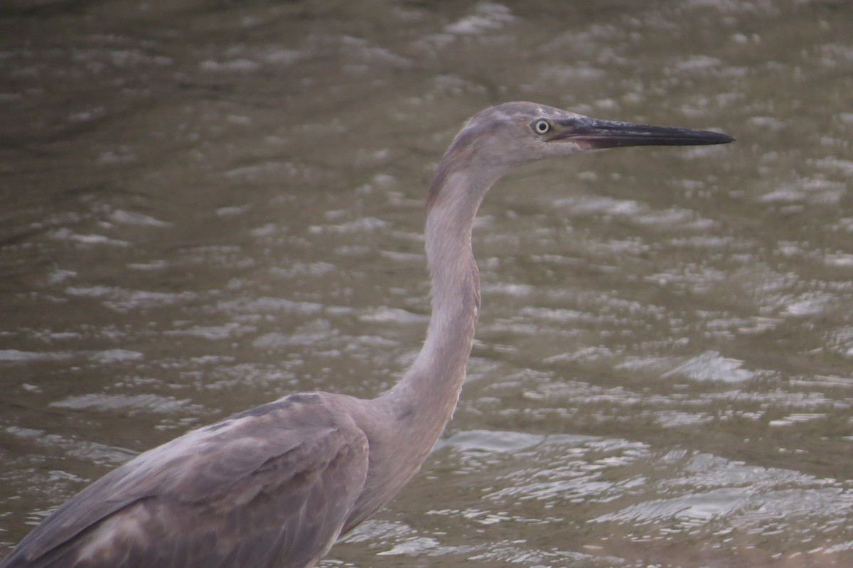 Reddish Egret - ML239746001