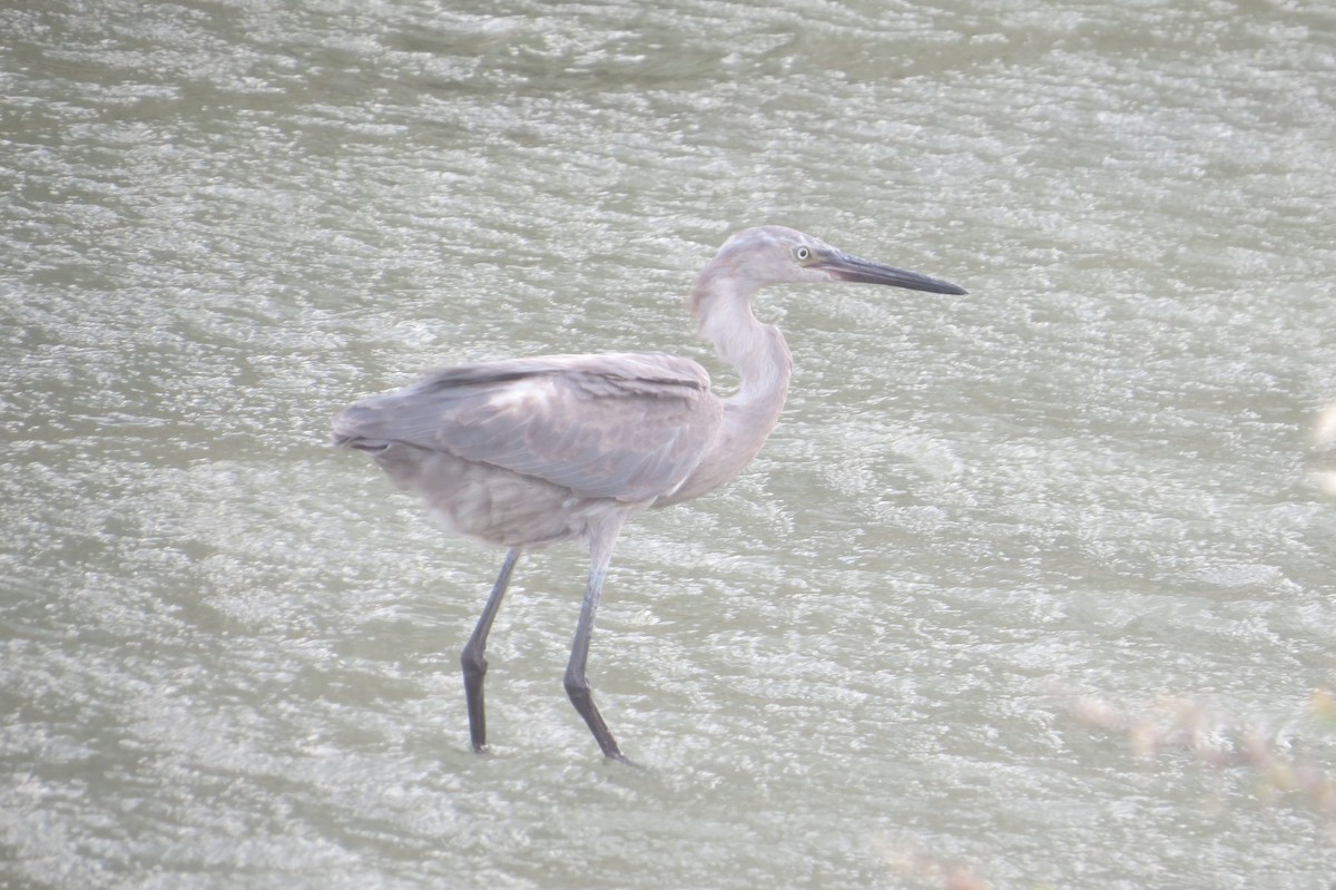 Reddish Egret - ML239746091