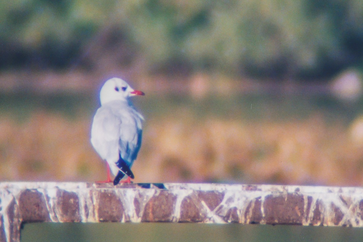 Black-headed Gull - ML239746781