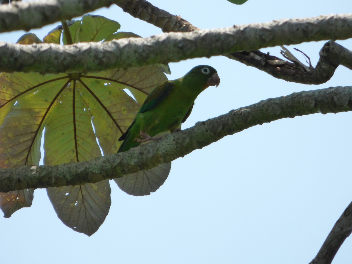 Orange-chinned Parakeet - Ferney Salgado CORAVES
