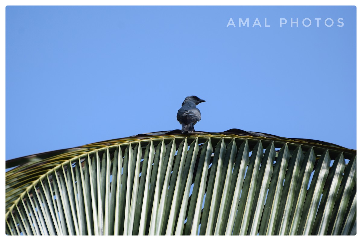 Indian Cuckooshrike - ML239748651