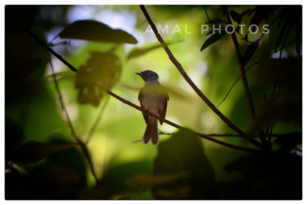 Black-naped Monarch - ML239748771