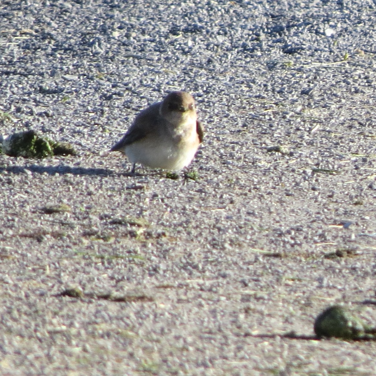 Northern Rough-winged Swallow - ML239748971