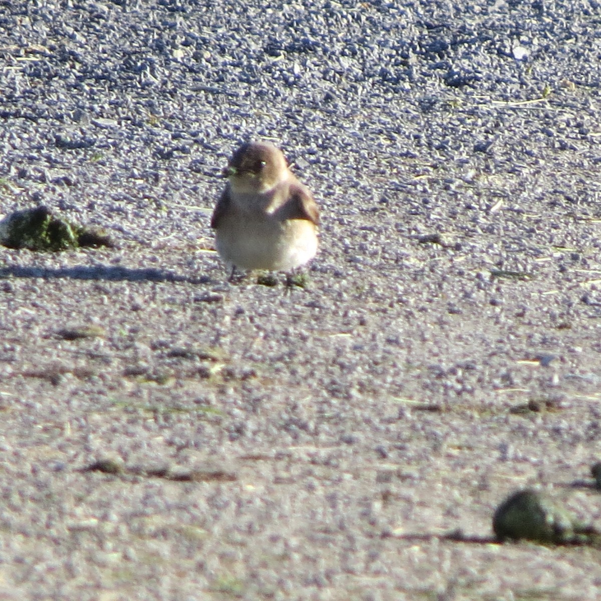 Northern Rough-winged Swallow - ML239748981