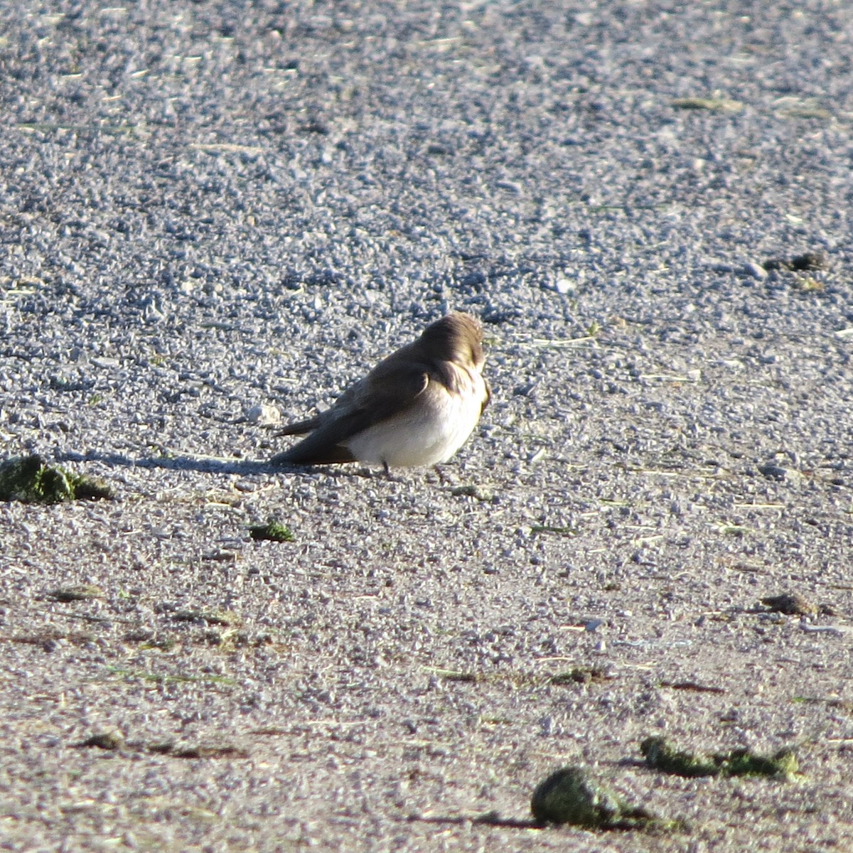 Northern Rough-winged Swallow - ML239749001